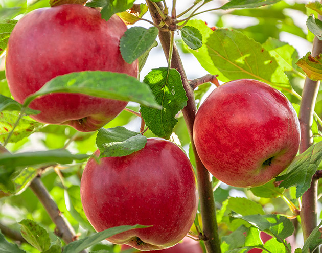 Apples on tree