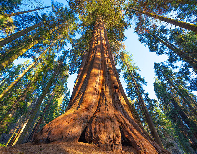 Large Tree